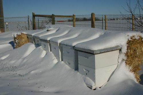 饲养蜜蜂糖浆，用于冬季