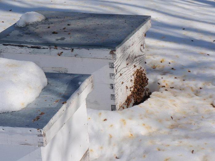 la alimentación de las abejas con jarabe de azúcar en el invierno, el aspecto de