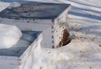 饲养蜜蜂糖浆，用于冬季的规则和比例
