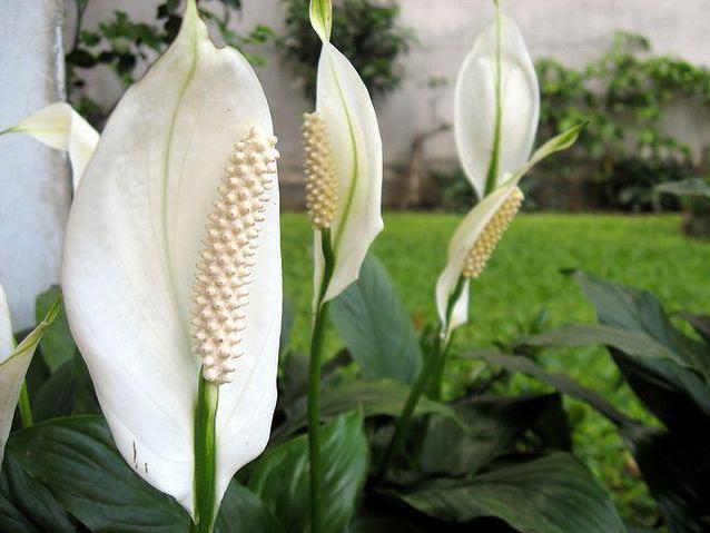 Spathiphyllum Picasso's care at home