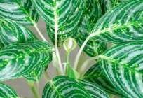Spathiphyllum picasso: descripción, cuidado