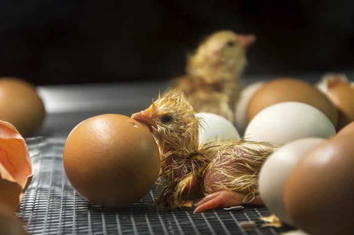 अंडे सेने मिनी मांस मुर्गियों