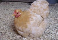 دجاج mini اللحوم: وصف تولد ، تربية و الصيانة