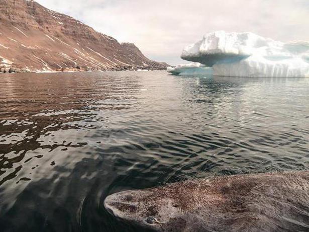 гренландська полярна акула довгожитель
