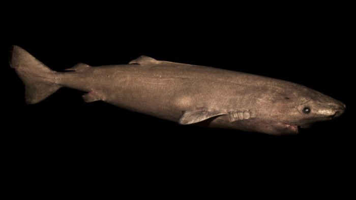 грэнландскіх палярная акула