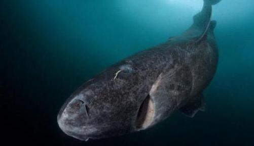 гренландская rekina ciekawe fakty