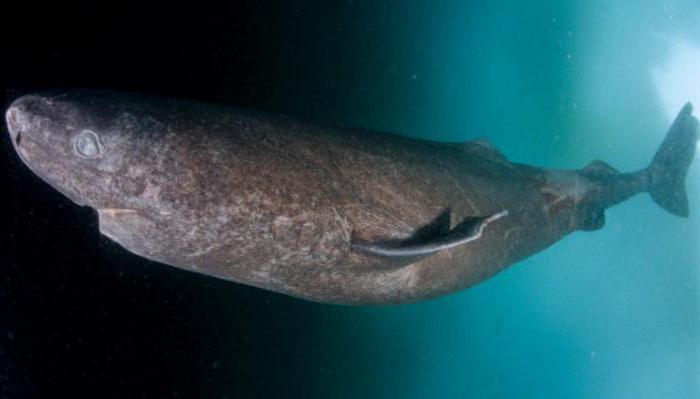 чым сілкуецца грэнландскіх палярная акула