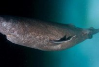 Гренландская rekina: opis, funkcje i ciekawe fakty