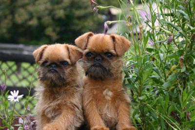 brussels griffon köpek yavruları