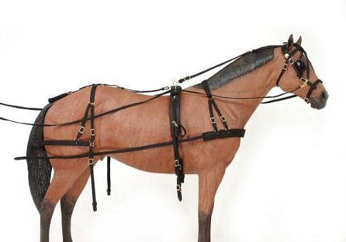 Ausrüstung für Pferde