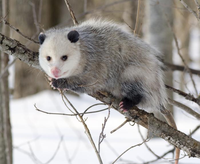American opossum