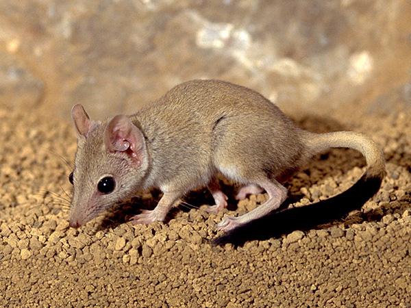 marsupial cousin of the rat