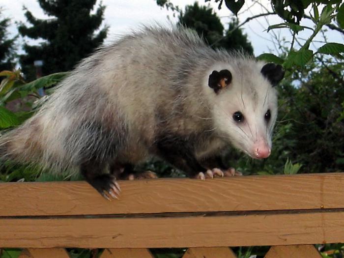 American opossum