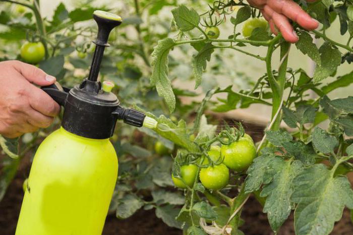 Trihopol from Phytophthora on tomatoes reviews