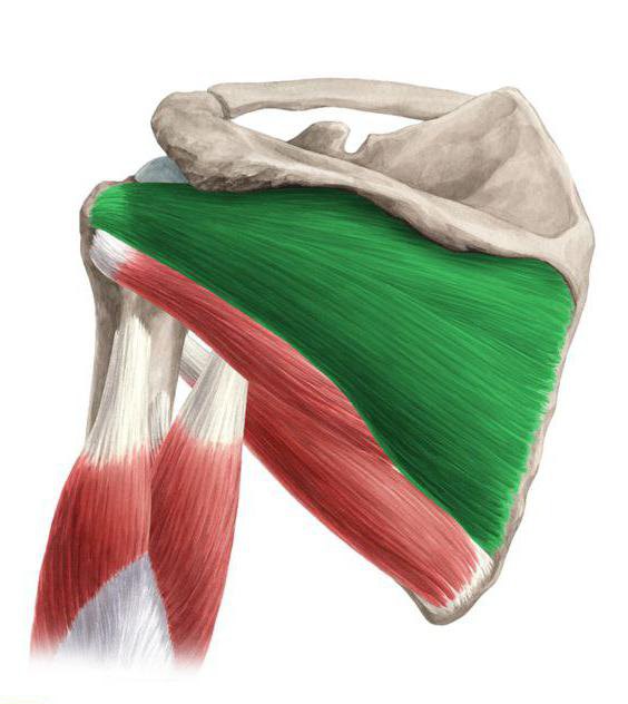 infraspinatus muscle