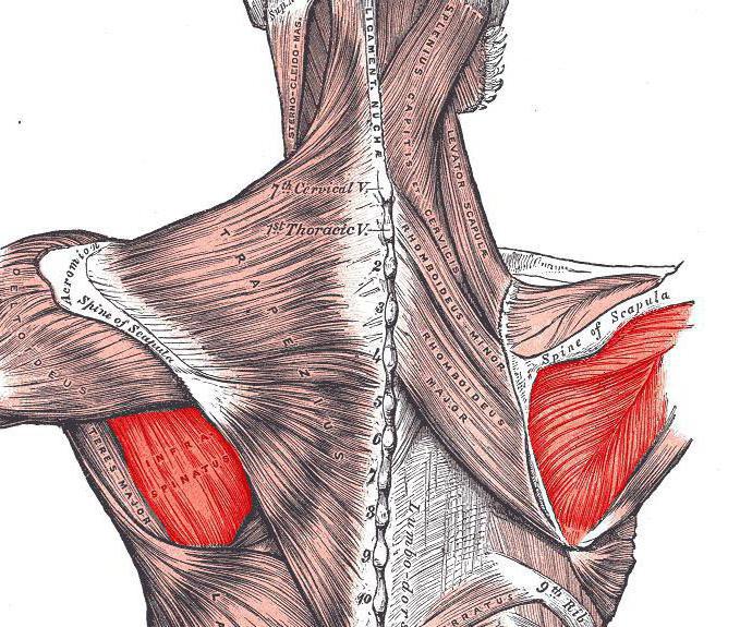 infraspinatus筋肉肩の