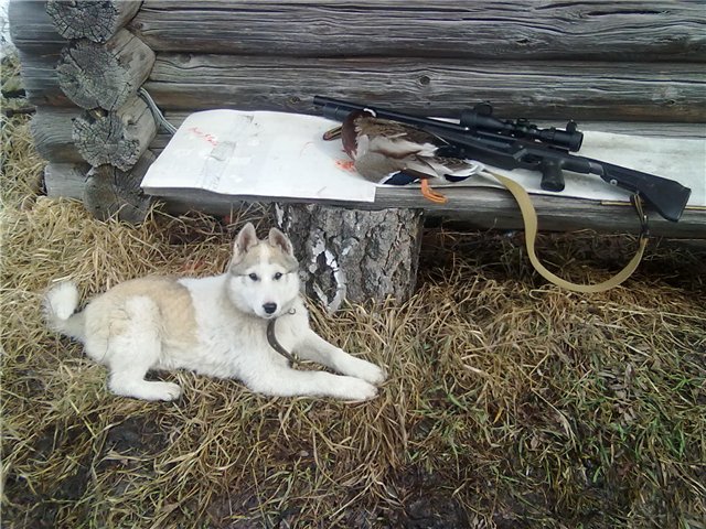 hunt the marten with a husky