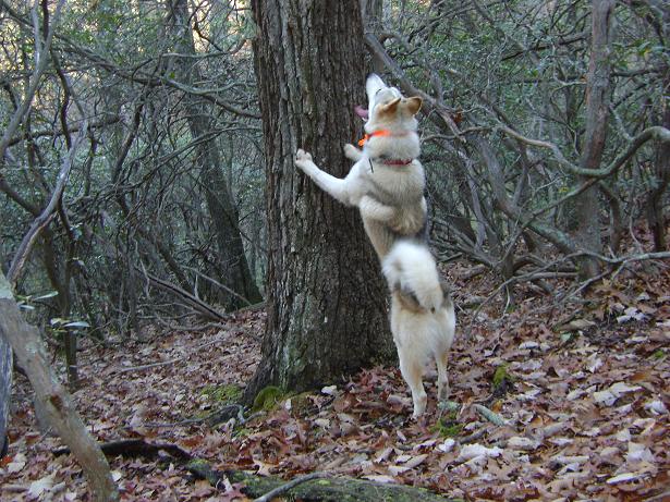 hunting in Siberia husky