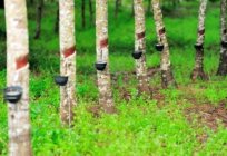A árvore da borracha – fonte de látex e madeira de qualidade