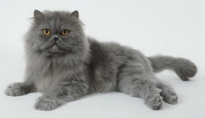 кошки серого цвета порода 