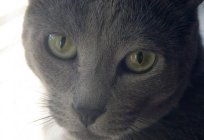 Rasse der grauen Katze: Name, Beschreibung und Foto