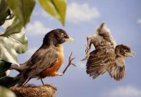 Como voam os pássaros: a formação do filhote voar