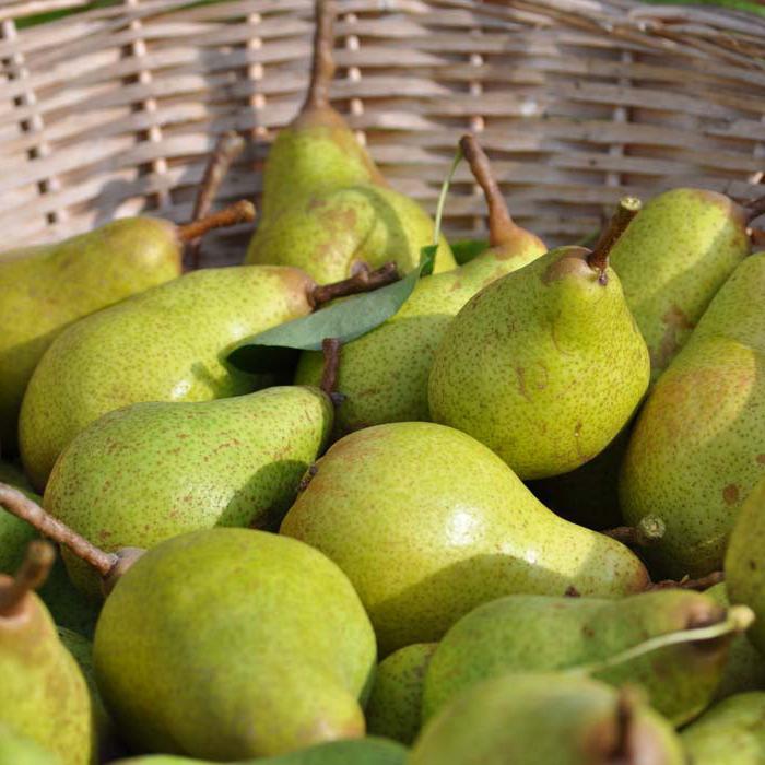 pear variety pear