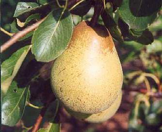 grade pear