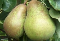 Pear Duchesse. Grow and care for. A description of the variety