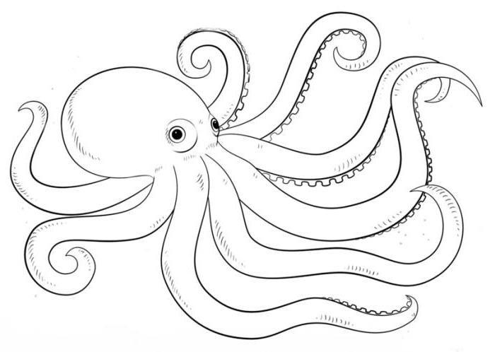 how to draw an octopus with a pencil in stages for beginners