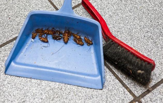 jak wyprowadzić dużych czarnych karaluchów