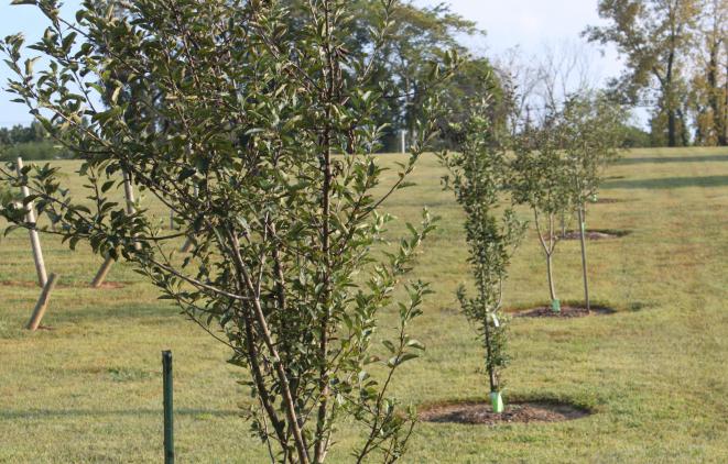 what tree is better to plant in autumn