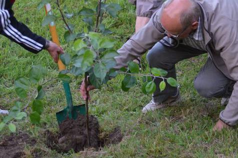 what fruit trees to plant in autumn