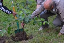 What trees to plant in the fall? What fruit trees to plant in the fall?