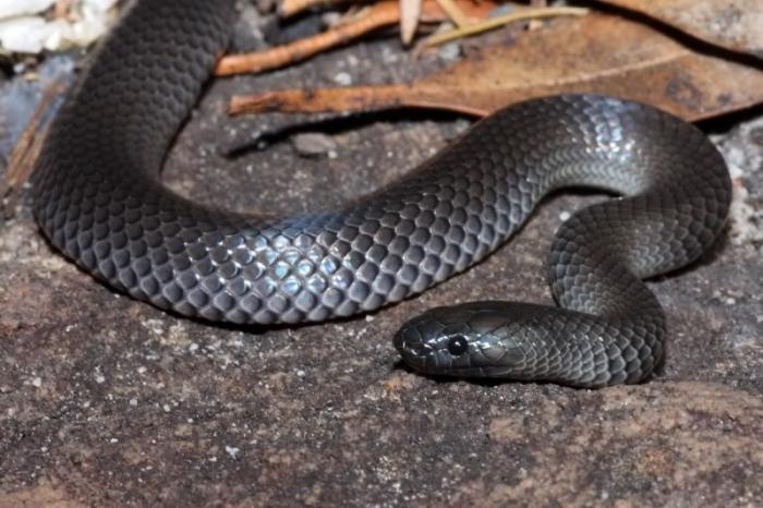 Snake Schlange giftig ist oder nicht