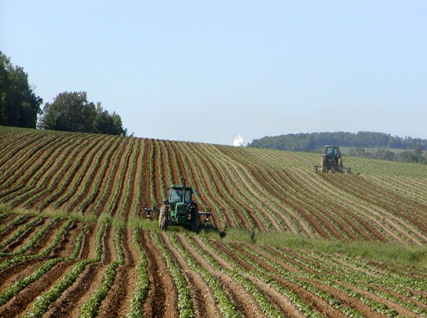 картопляне поле