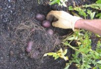 The cultivation of potatoes by the Dutch technology: soil preparation and planting materials, planting scheme and maintenance