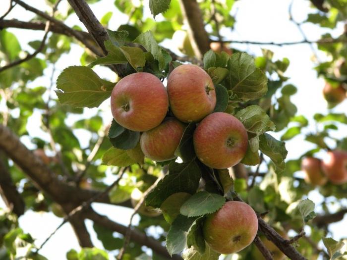 uma variedade de macieira штрейфлинг