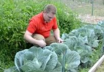 Give yourself a miracle-a vegetable garden, using the method of Mittleider