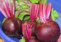 How to plant beets: tips gardener