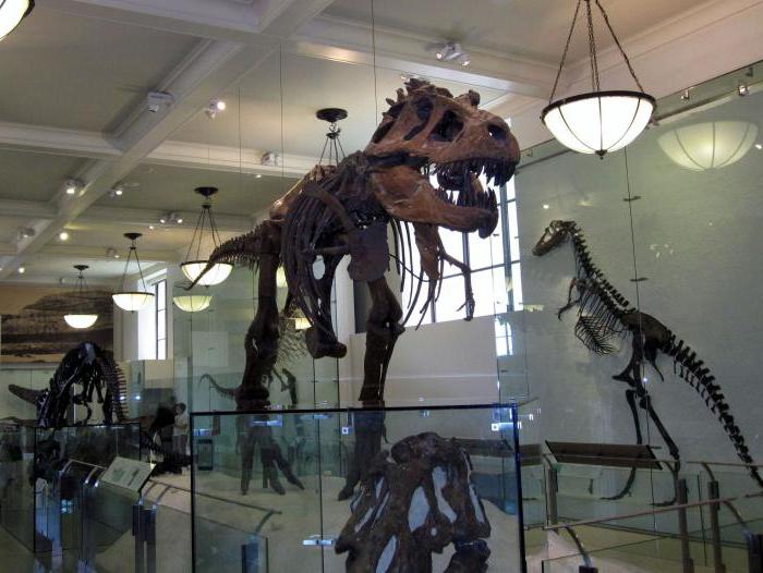 Museum with dinosaur skeletons