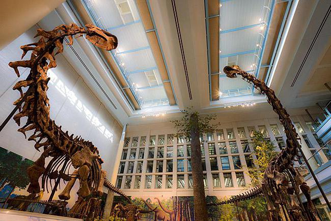 qual é o museu de esqueletos de dinossauros