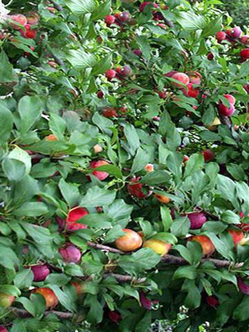 plums in autumn transplant to the new location