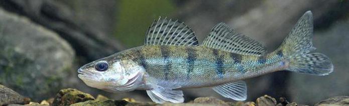 fish bersh contrast walleye