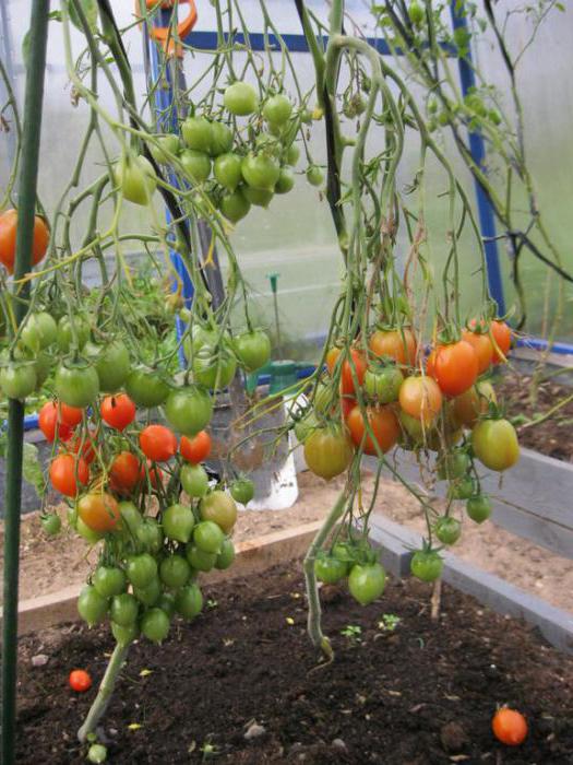 öpücük sardunya domates fotoğraf