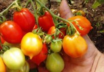 Tomate Kuss Geranien - neue Sorte frühe Tomaten