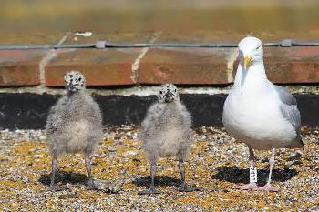 what is a baby gull