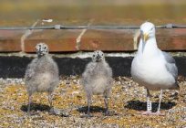 Chicks of gulls is absolutely not similar to their parents