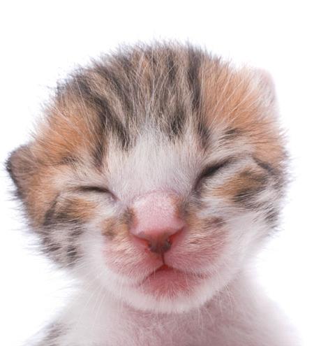 When do kittens open eyes