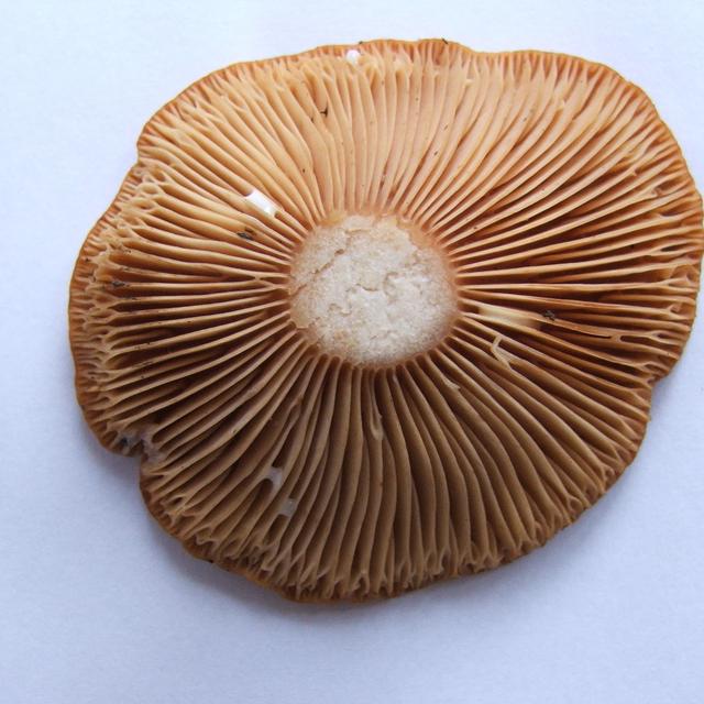 picking mushrooms